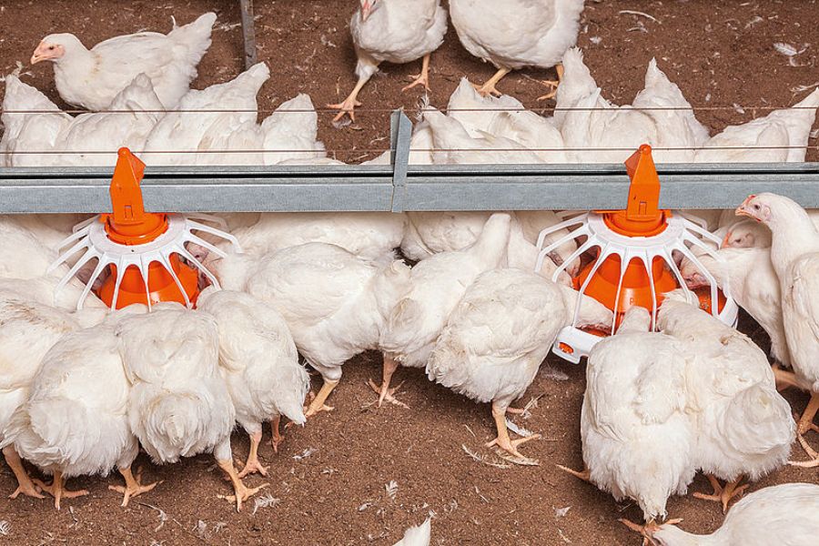 Broiler Breeder Management